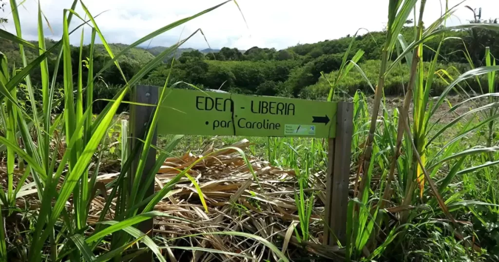 belvedere_eden_bras_panon_bivouac