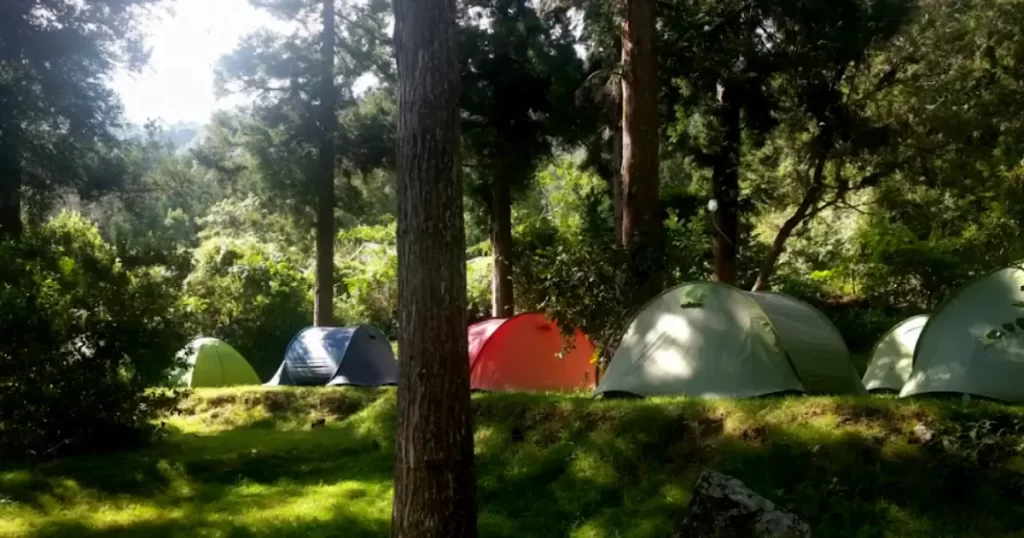 camping_cryptomeria_la_nouvelle_mafate