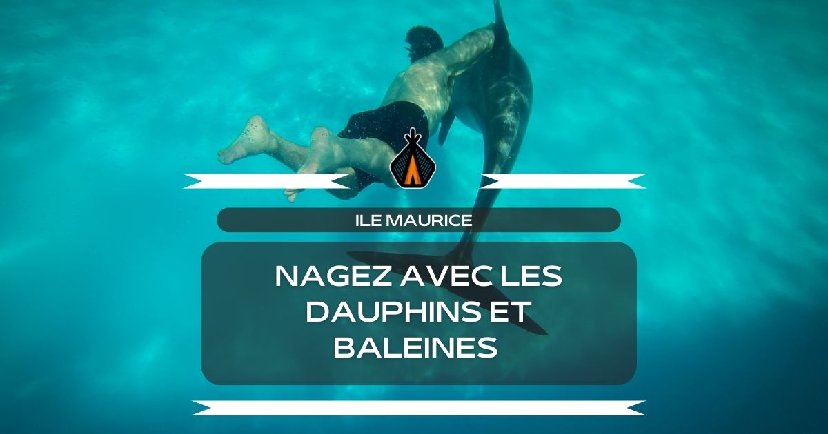 nage avec les cétacés ile maurice