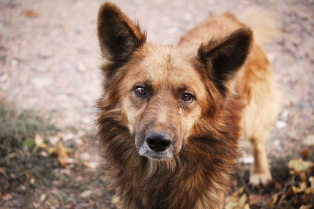 chien errant à la réunion