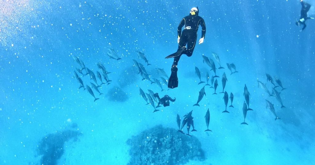 nager avec les dauphins en france