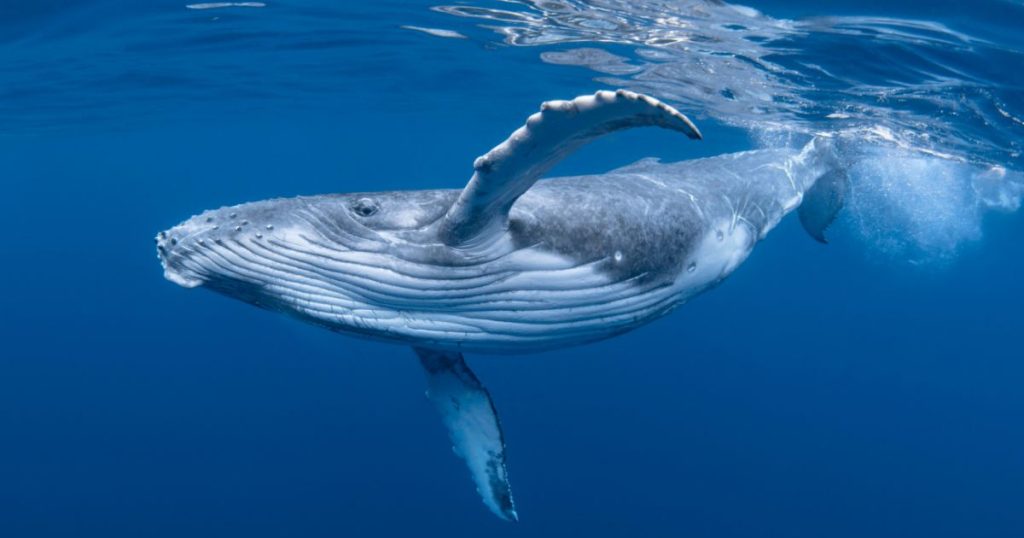 ou voir des baleines en france