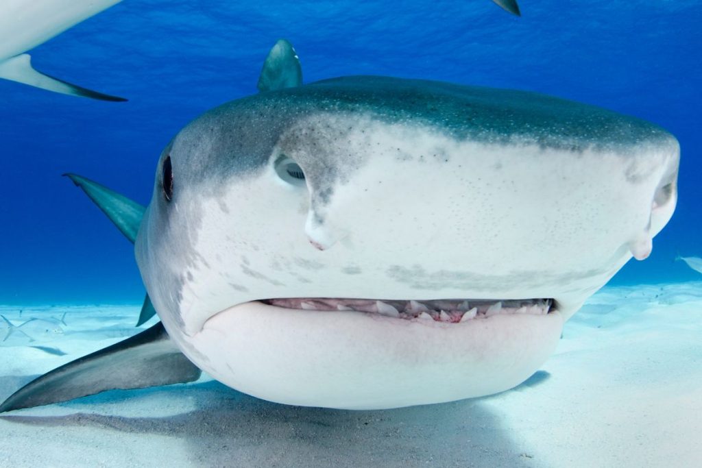requin de l'île de la réunion