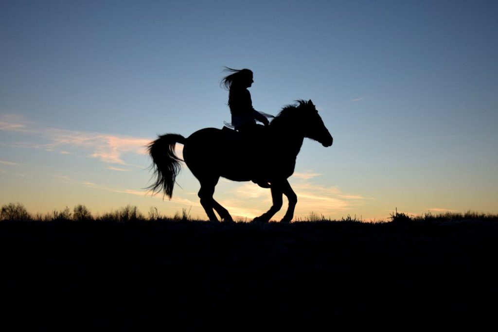 cheval et monture équipée
